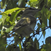 Red-eyed Vireo